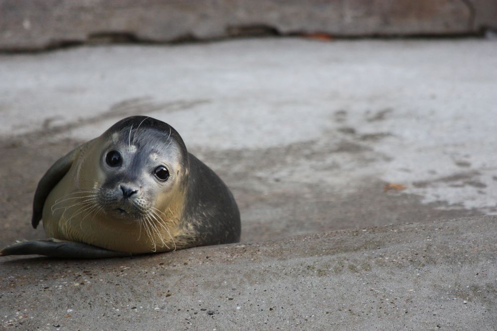 Nachwuchs im Zoo