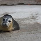 Nachwuchs im Zoo