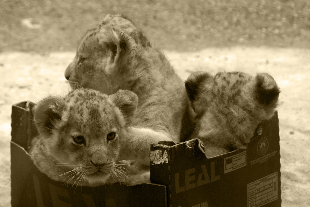 Nachwuchs im Zoo...