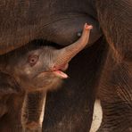 Nachwuchs im Zoo