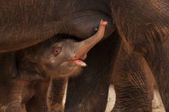 Nachwuchs im Zoo