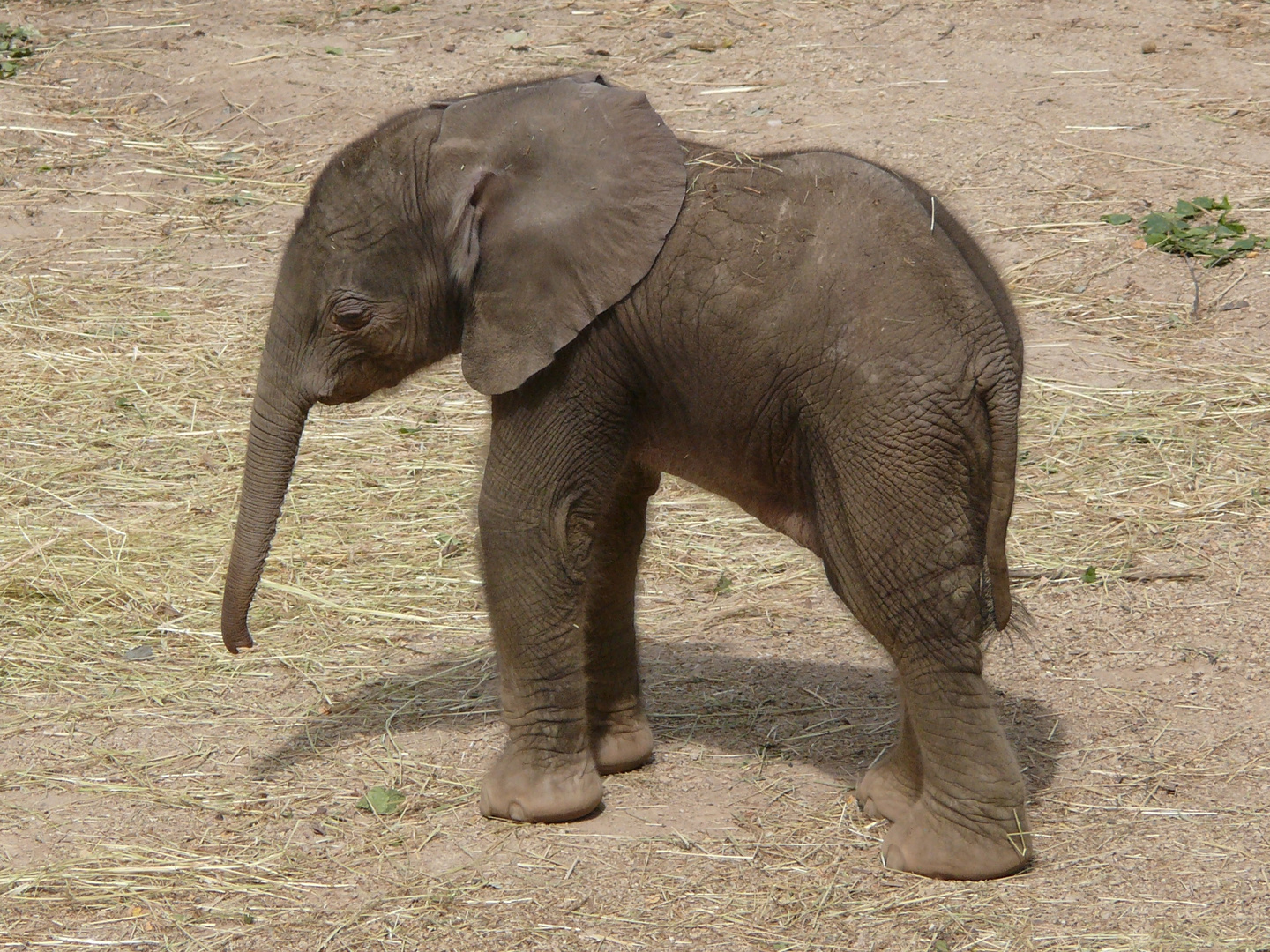 Nachwuchs im Zoo Halle: Elefantenmädchen, eine Woche alt, aber schon 100 kg
