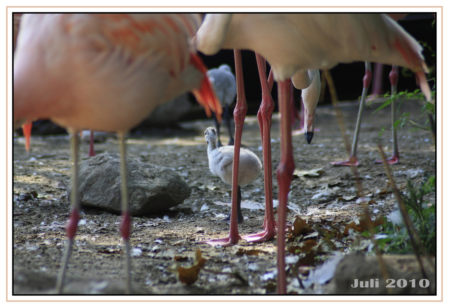 Nachwuchs im Zoo Hannover