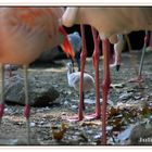 Nachwuchs im Zoo Hannover