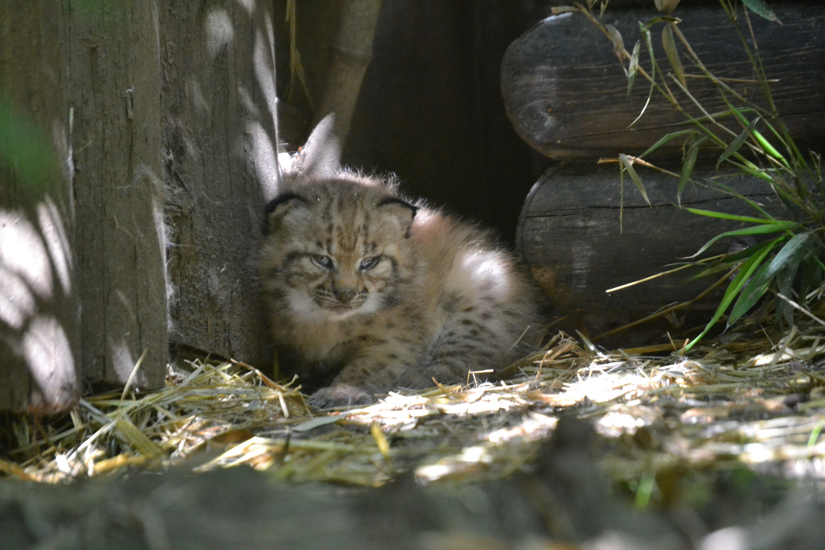 Nachwuchs im Zoo Karlsruhe - Luchsbaby ´s Teil 1