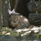 Nachwuchs im Zoo Karlsruhe - Luchsbaby ´s Teil 1