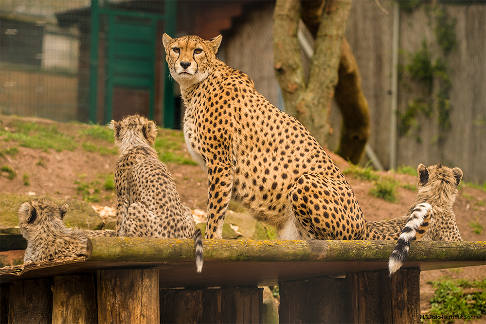 Nachwuchs im Zoo Landau