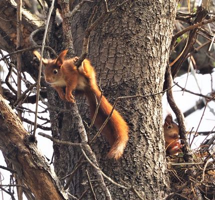 Nachwuchs in der Eichhörnchenfamilie