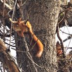 Nachwuchs in der Eichhörnchenfamilie