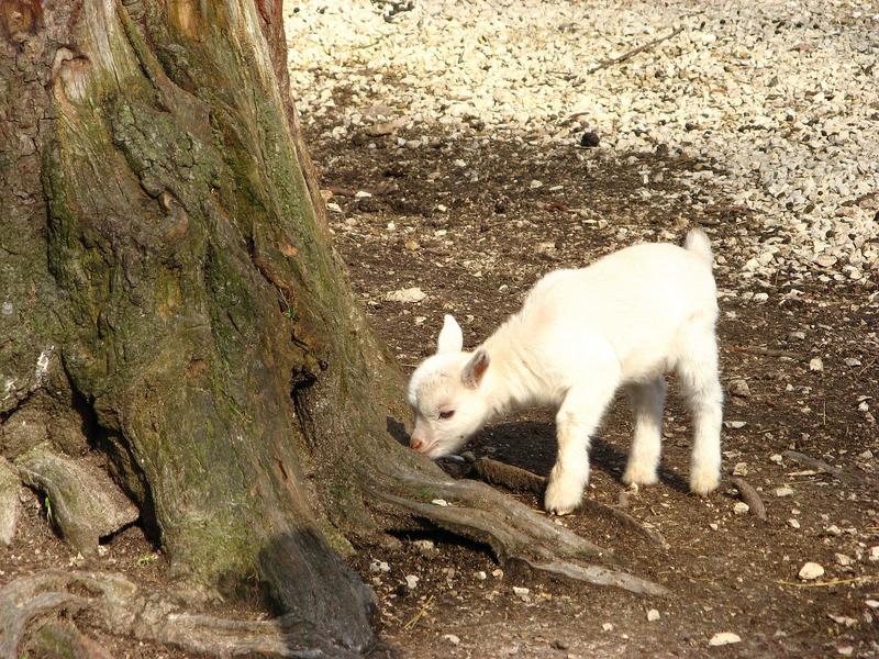 Nachwuchs in der Höllohe