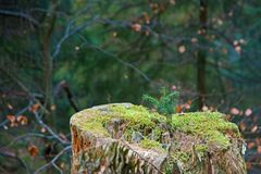 Nachwuchs in Schwarzwald.