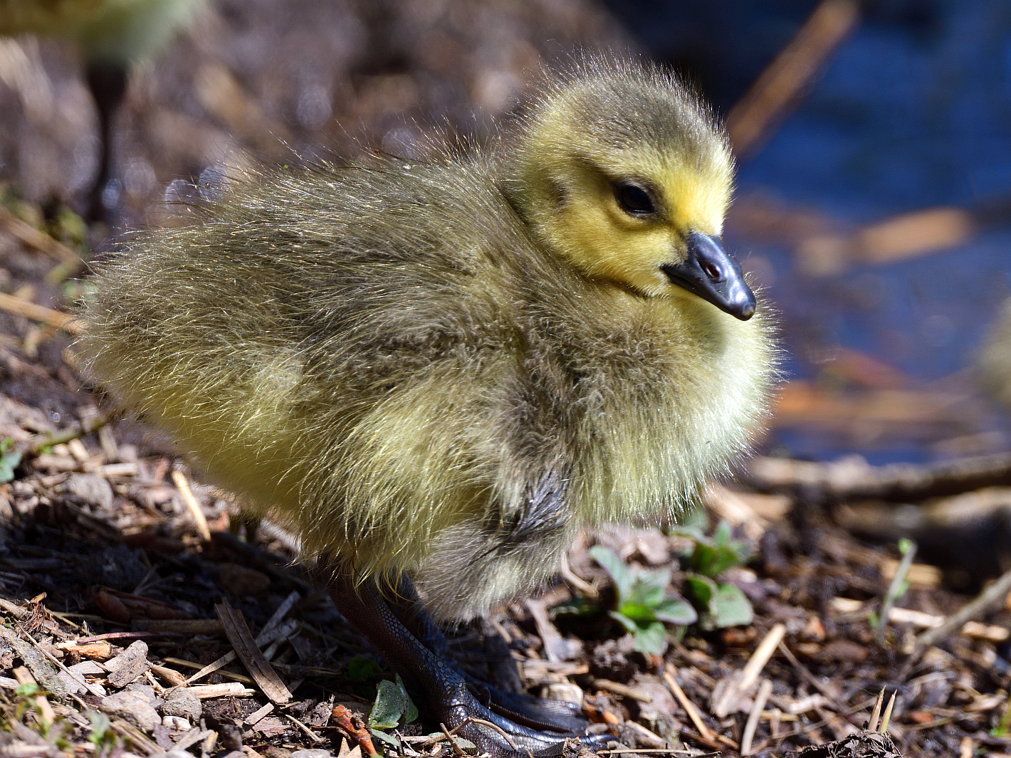 Nachwuchs Kanadagans, (Branta canadensis), Canada goose, Barnacla canadiense