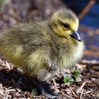 Nachwuchs Kanadagans, (Branta canadensis), Canada goose, Barnacla canadiense