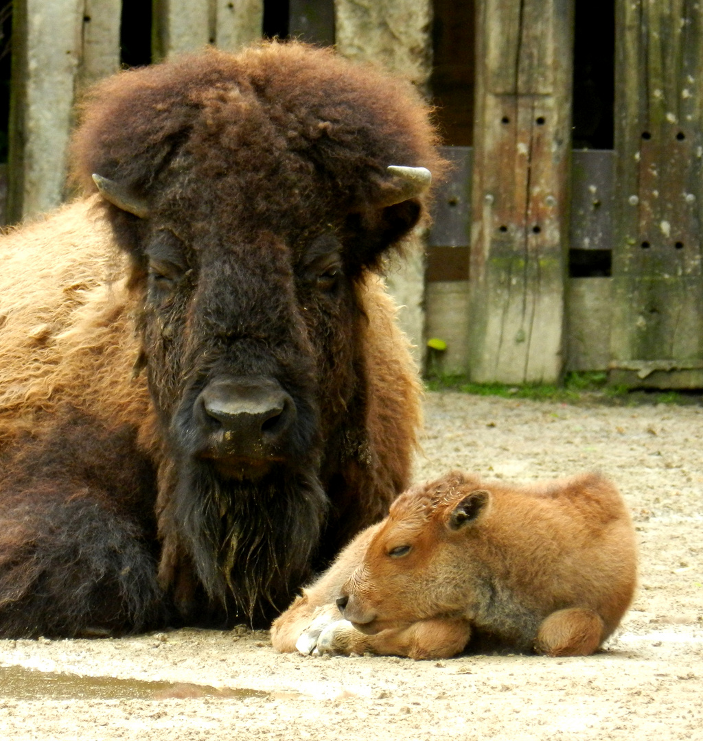 Nachwuchs ( Kölner Zoo )