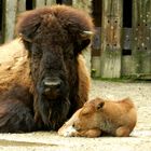 Nachwuchs ( Kölner Zoo )