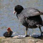 Nachwuchs mit endlosem Hunger