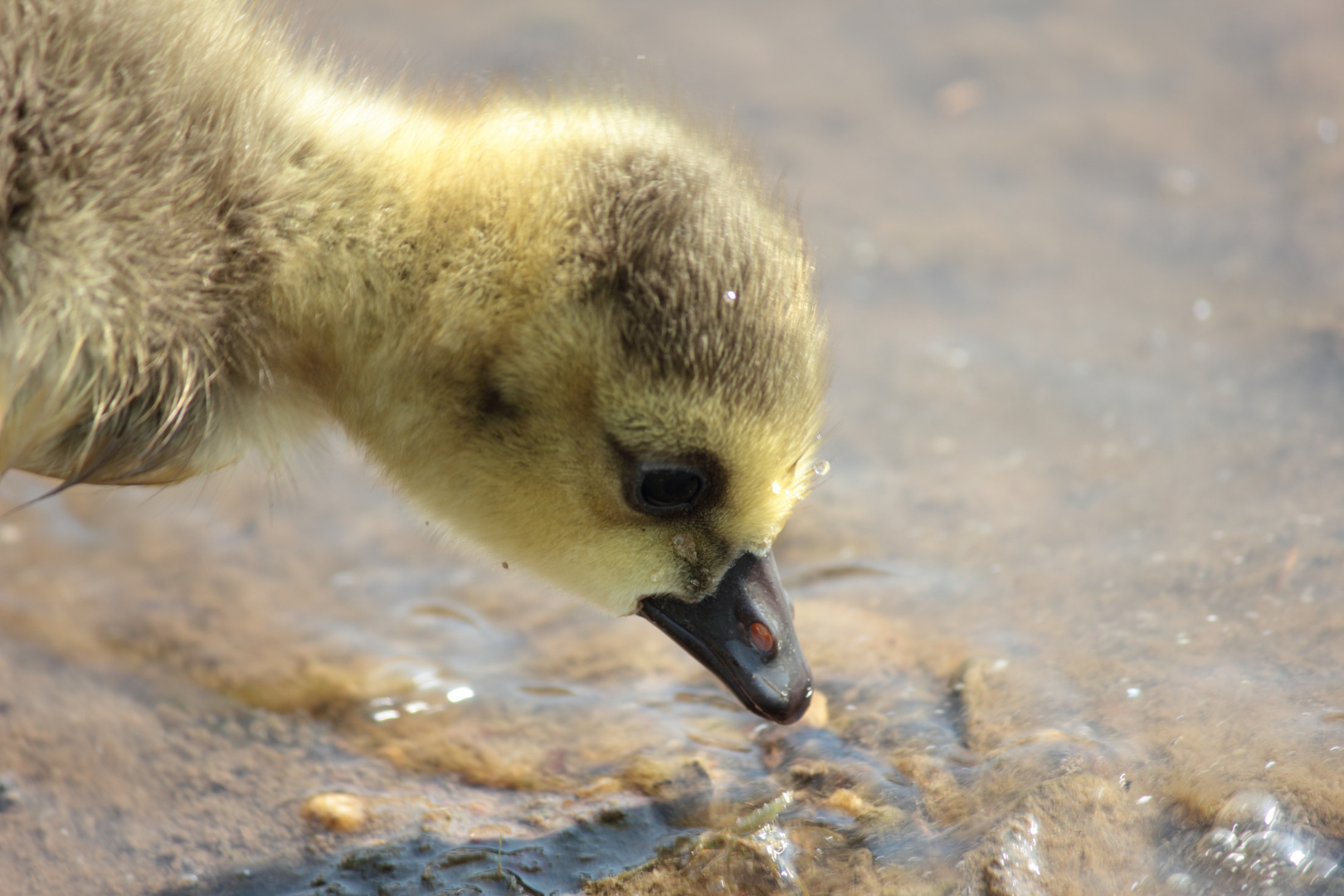 Nachwuchs Nilgänse