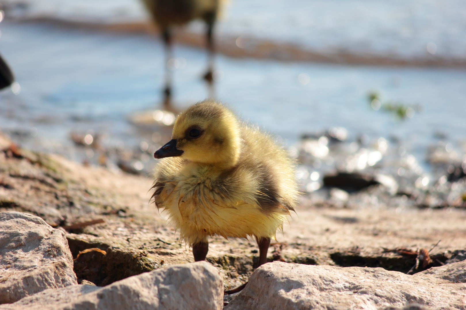 Nachwuchs Nilgänse II