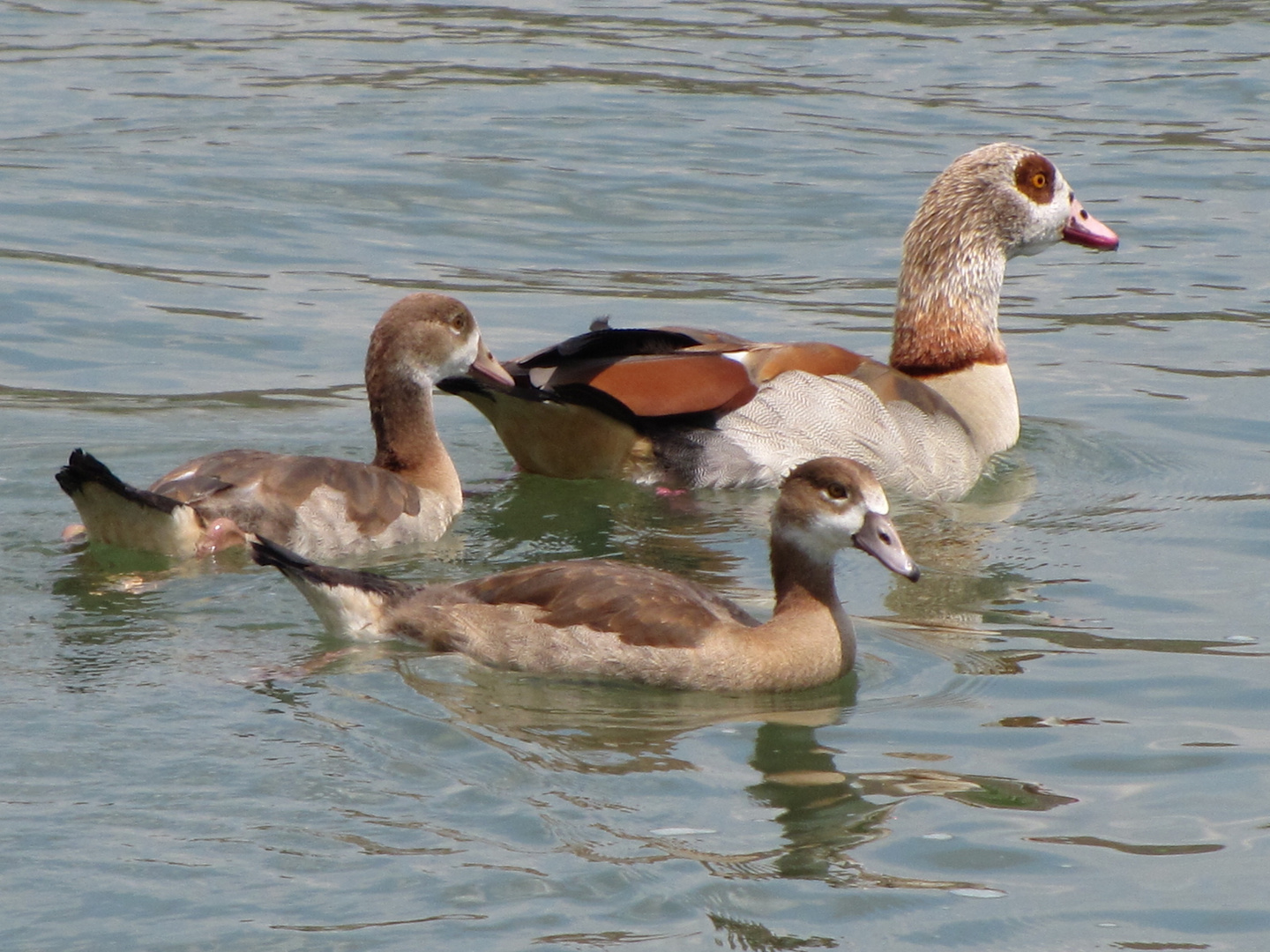 Nachwuchs (Nilgans)