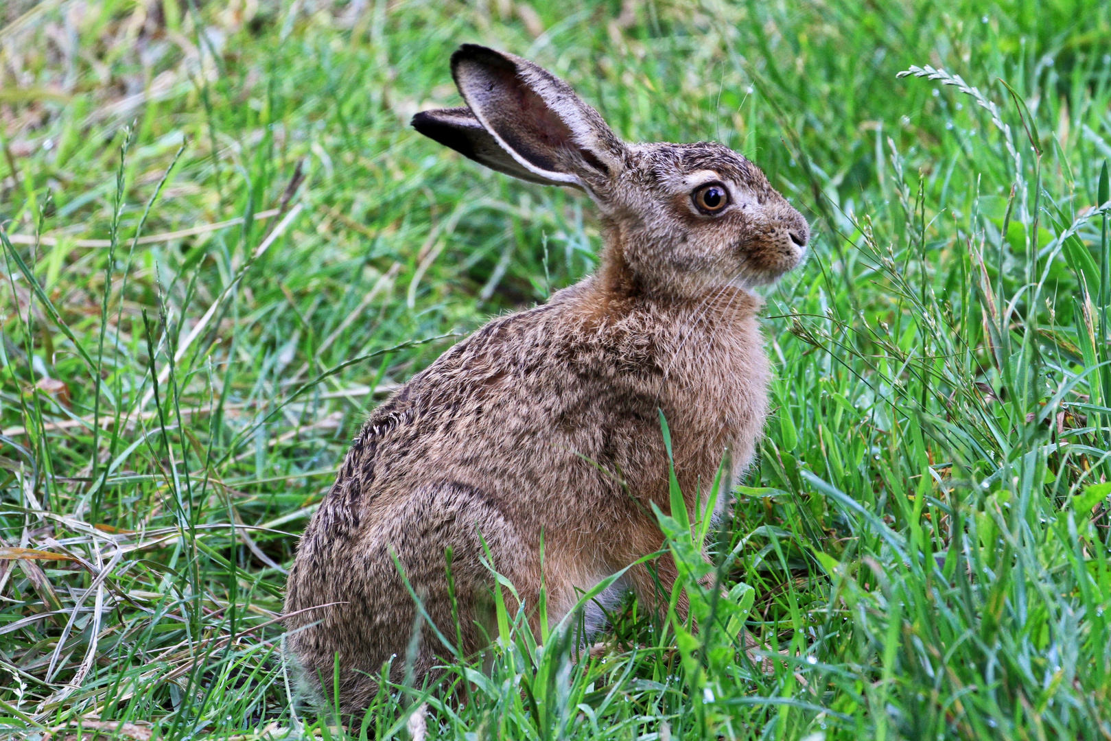 Nachwuchs-Osterhase ohne Scheu  - new generation Easter bunny without being shy