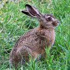 Nachwuchs-Osterhase ohne Scheu  - new generation Easter bunny without being shy