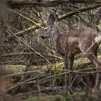 "Nachwuchs - Rehbock" - auch 'mitten im Wald'