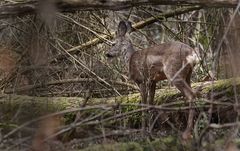 "Nachwuchs - Rehbock" - auch 'mitten im Wald'