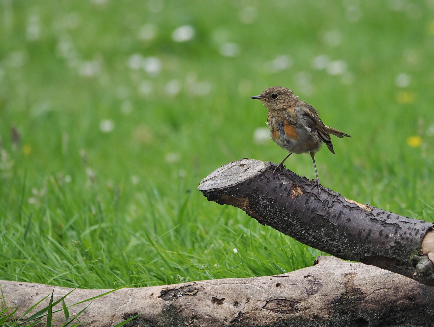 Nachwuchs-Robin....