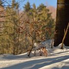 Nachwuchs startet in den Frühling