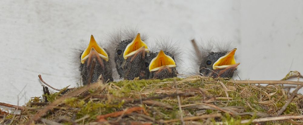 Nachwuchs vom Hausrotschwänzchen