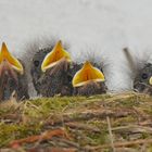 Nachwuchs vom Hausrotschwänzchen