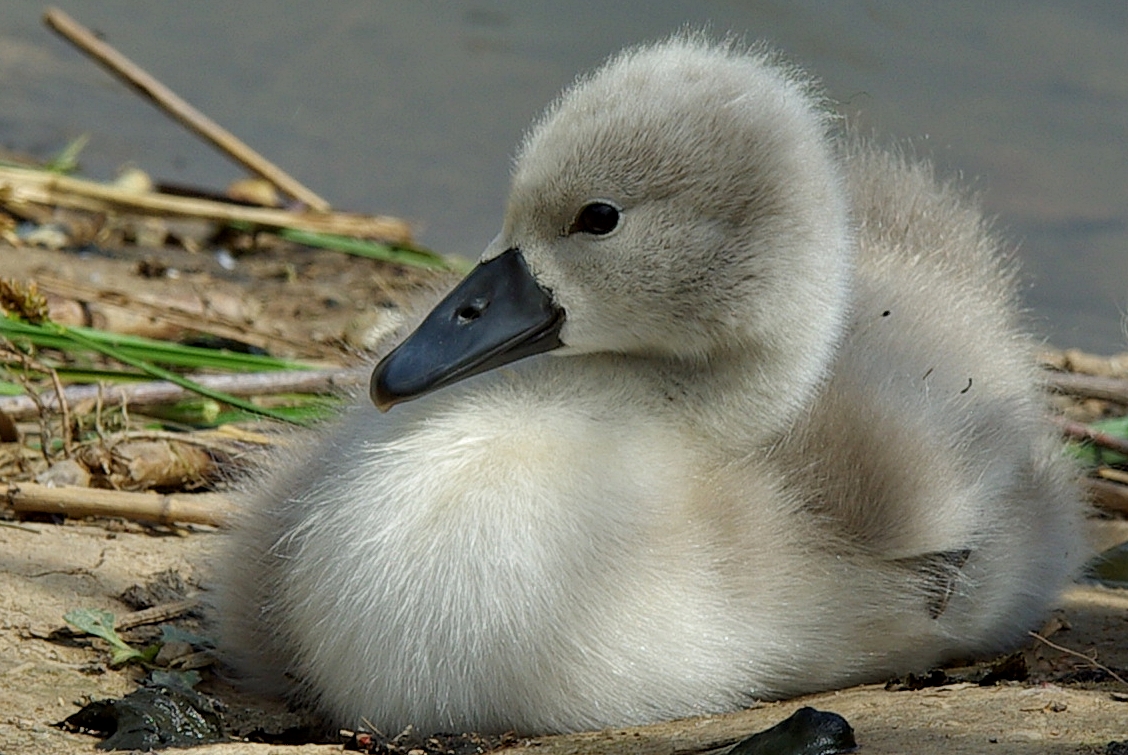 Nachwuchs vom Schwan