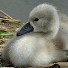 Nachwuchs vom Schwan