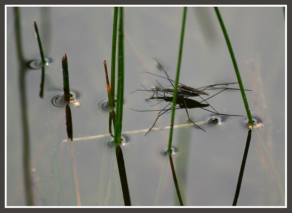 Nachwuchserzeugende Wasserläufer