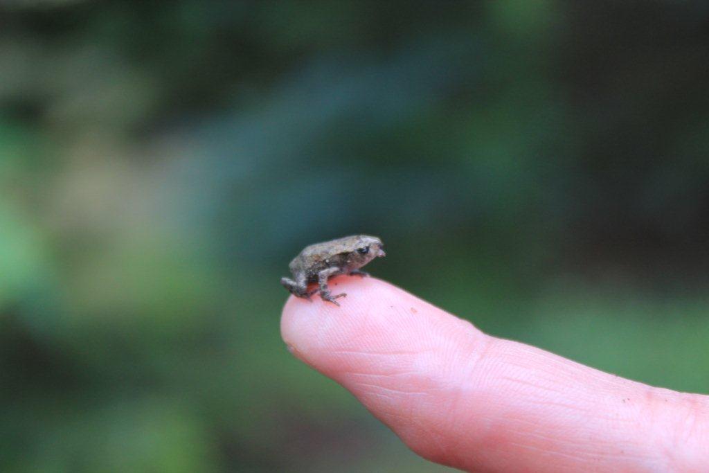 Nachwuchsfrosch