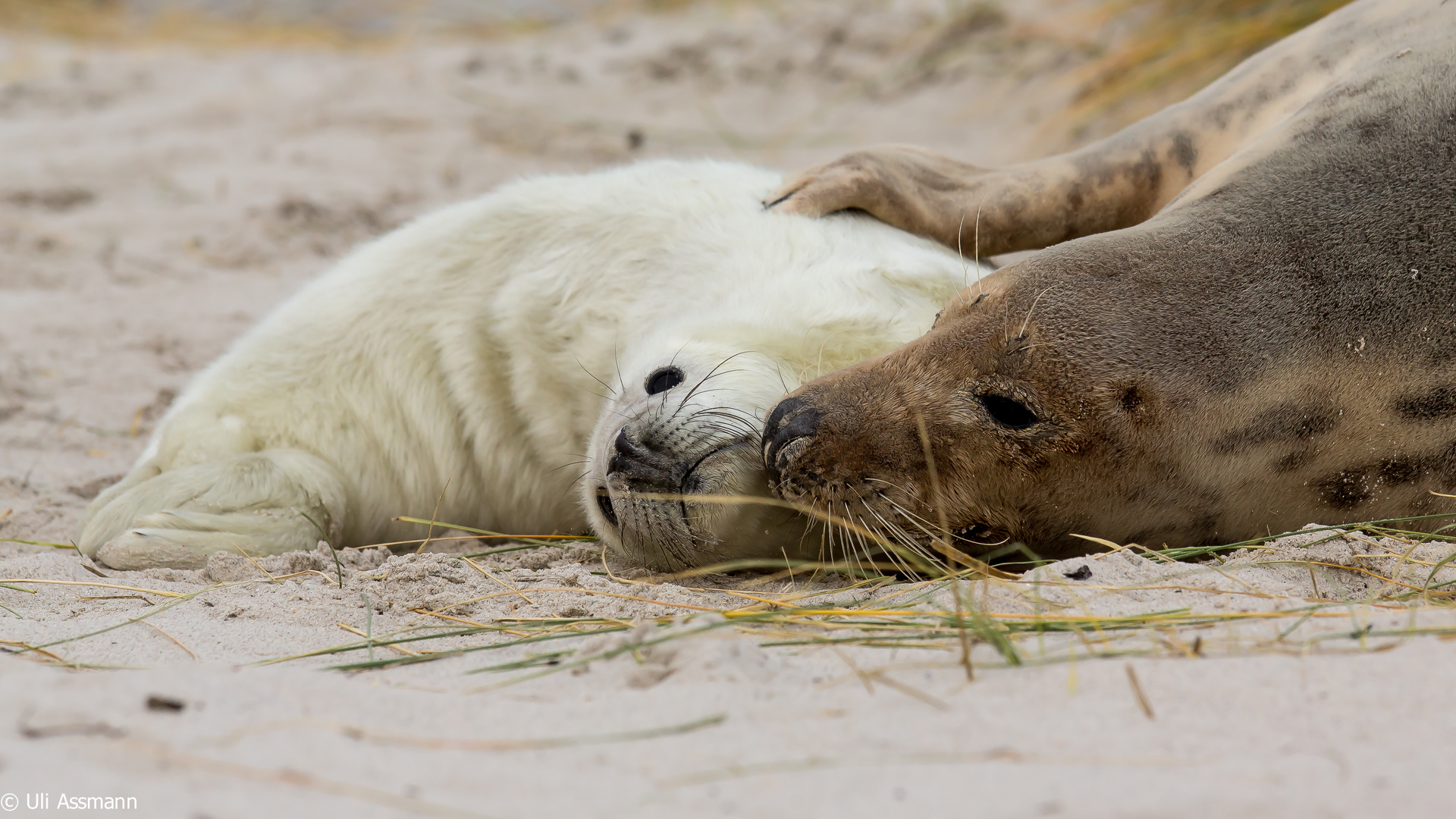 Nachwuchsrekord auf Helgoland