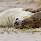 Nachwuchsrekord auf Helgoland