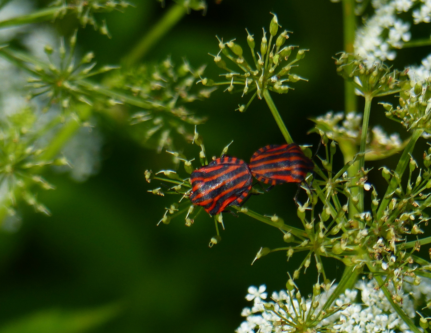 Nachwuchssicherung