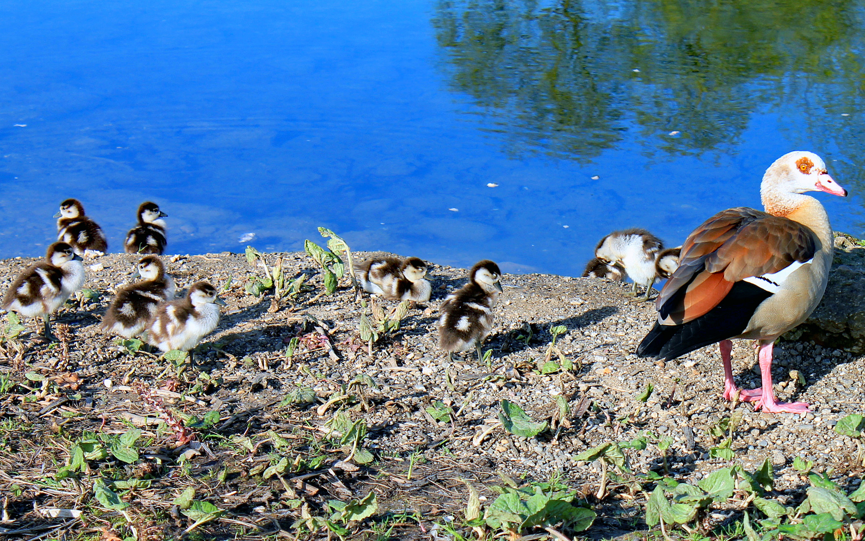  Nachwuchst bei den Nilgänsen