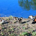  Nachwuchst bei den Nilgänsen