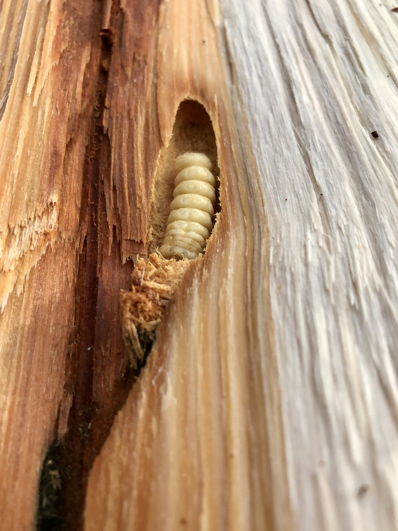 Nachwugs von der Holzwespe