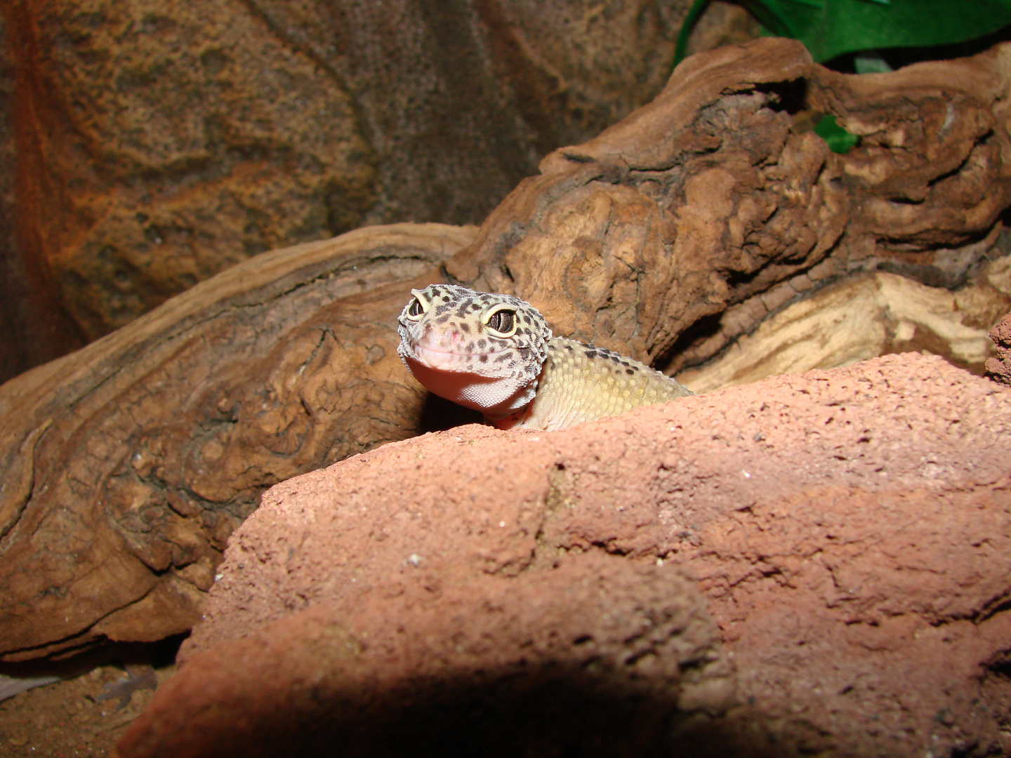 Nachzucht 09 - Leopardgecko