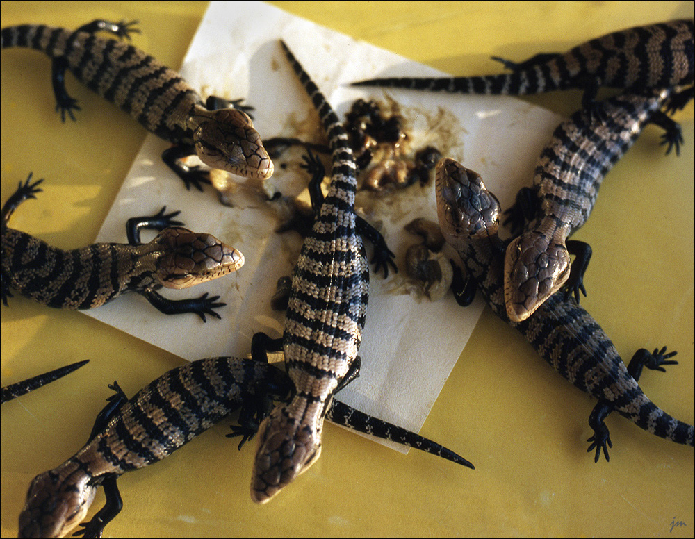 Nachzuchten - Tiliqua gigas 