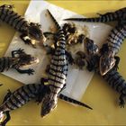 Nachzuchten - Tiliqua gigas 