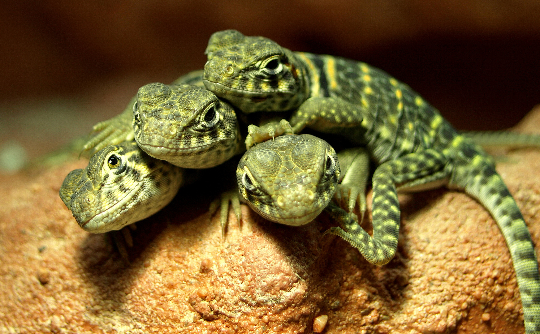 Nachzuchten von Crotaphytus collaris Wichita Mountains