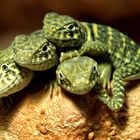 Nachzuchten von Crotaphytus collaris Wichita Mountains