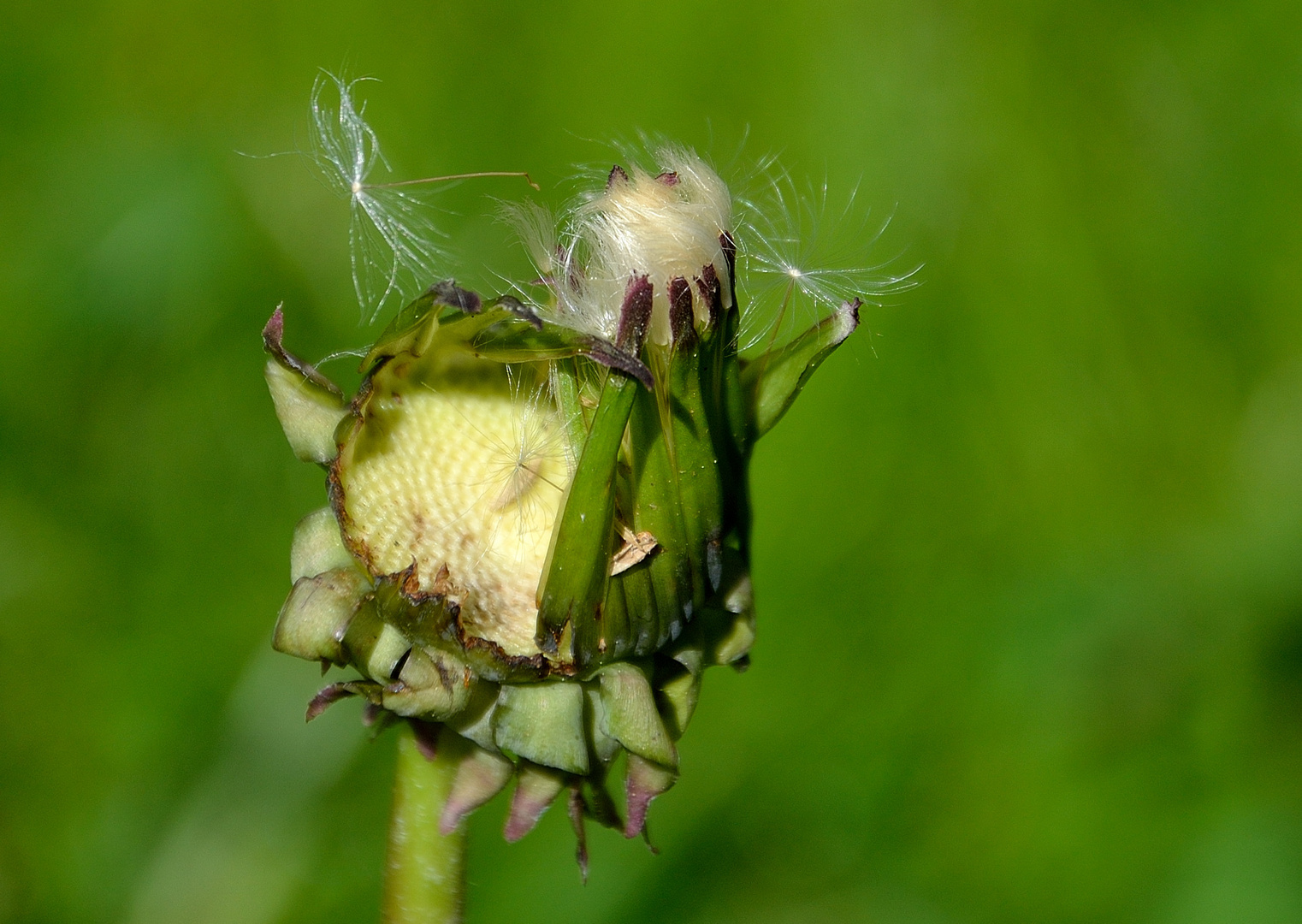 Nachzügler Foto & Bild pflanzen, pilze & flechten, blüten