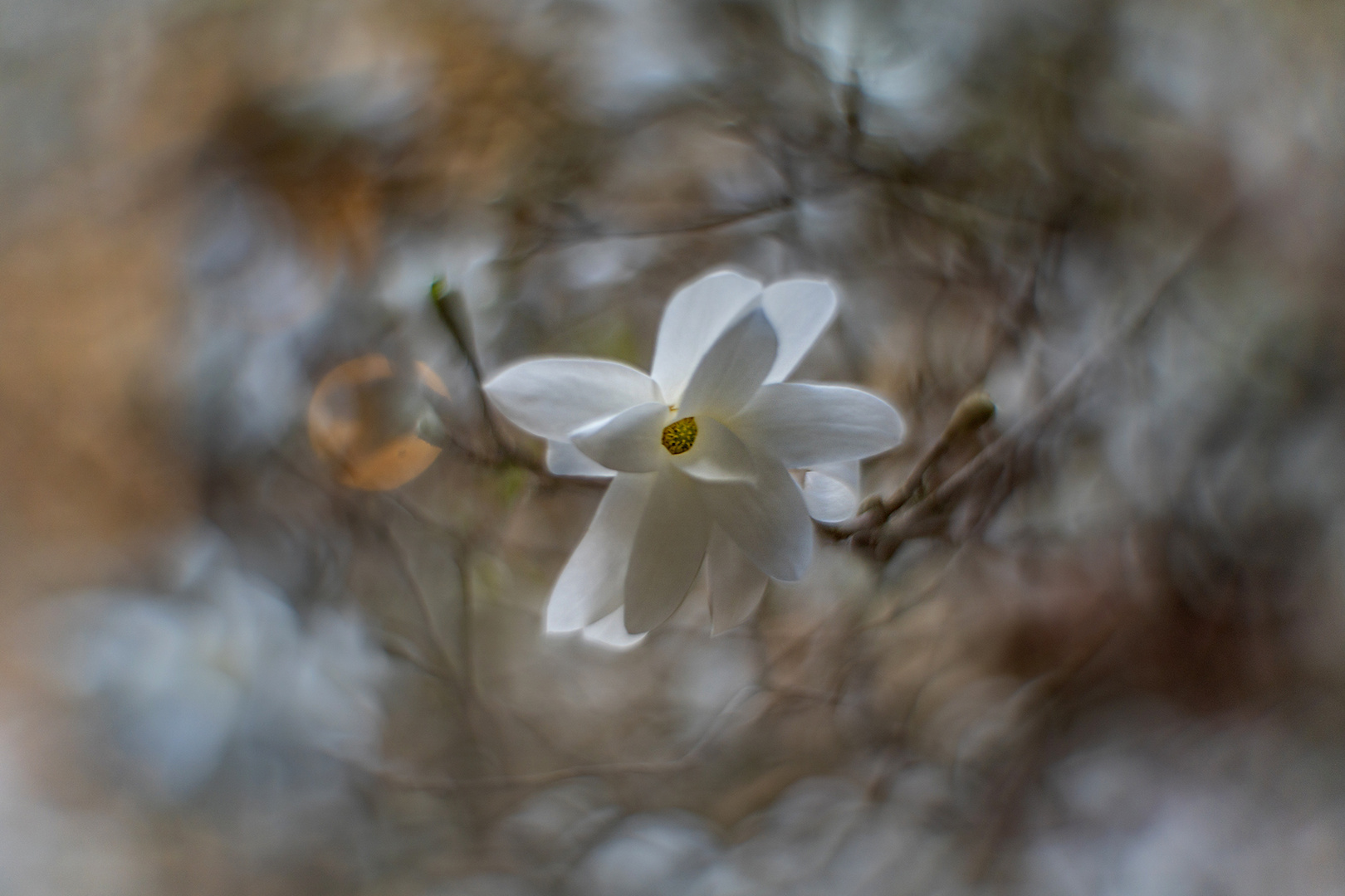 Nachzügler: Sternmagnolie