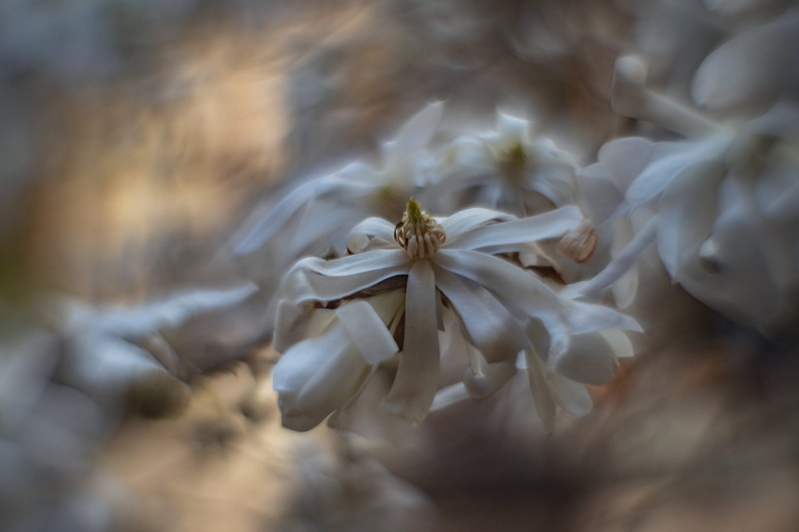 Nachzügler: Sternmagnolie