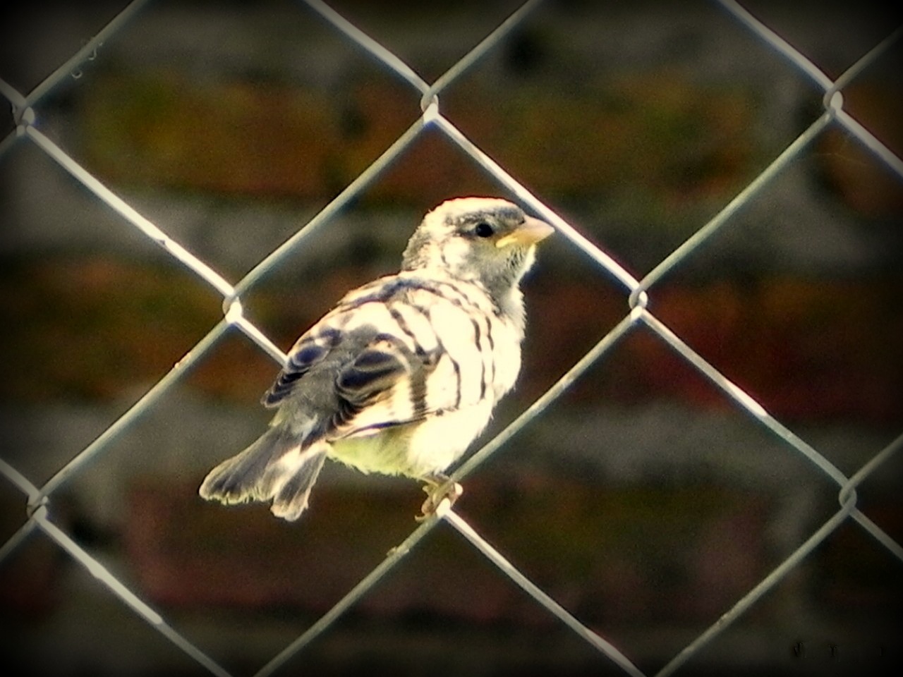 nacido en primavera